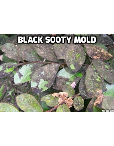 Problem, Black Sooty Mold