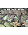 Problem, Black Sooty Mold