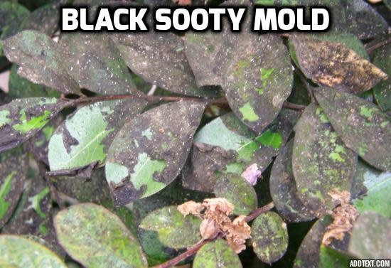 Problem, Black Sooty Mold