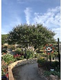 VITEX, 'MONTROSE PURPLE' (CHASTE TREE) 15G