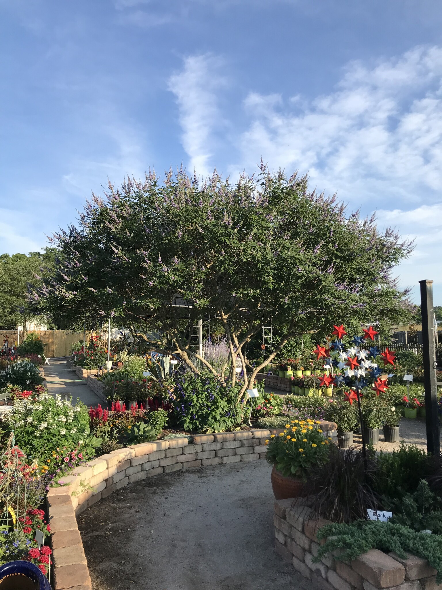 VITEX, 'MONTROSE PURPLE' (CHASTE TREE) 15G