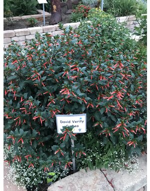 Cuphea 'David Verity' 1G