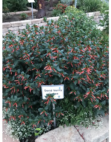 Cuphea 'David Verity' 1G