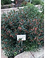 David Verity Cuphea 1 Gallon - Cuphea llavea 'David Verity'