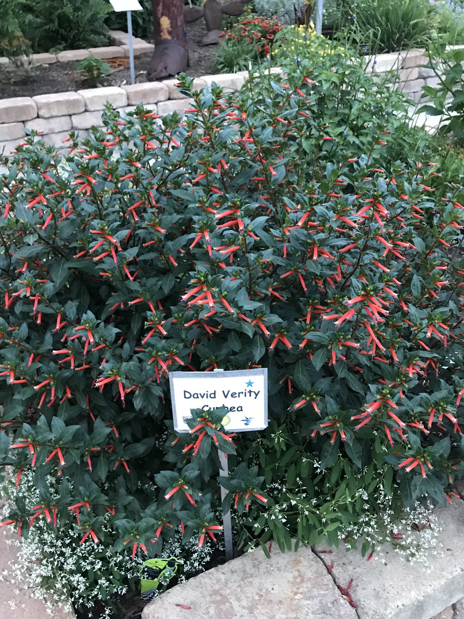 David Verity Cuphea 1 Gallon - Cuphea llavea 'David Verity'