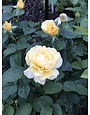ROSE, 'JULIA CHILD' (YELLOW), 3G