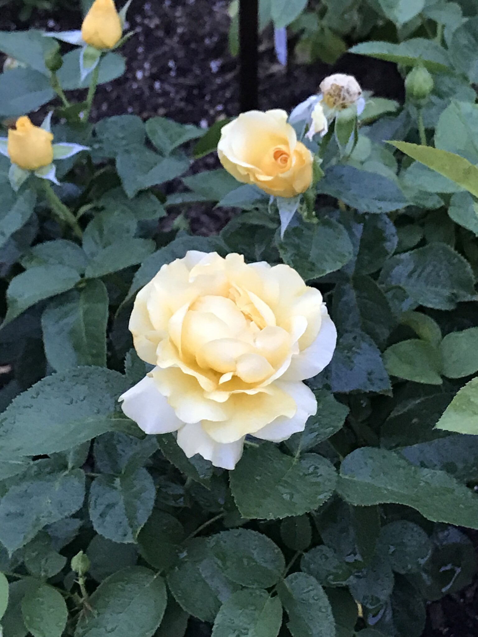 ROSE, 'JULIA CHILD' (YELLOW), 3G
