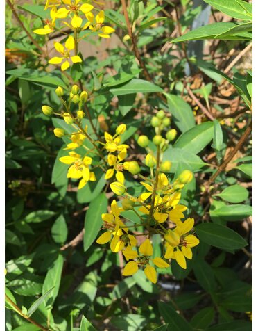 THRYALLIS, 'SHOWER OF GOLD', 1G*