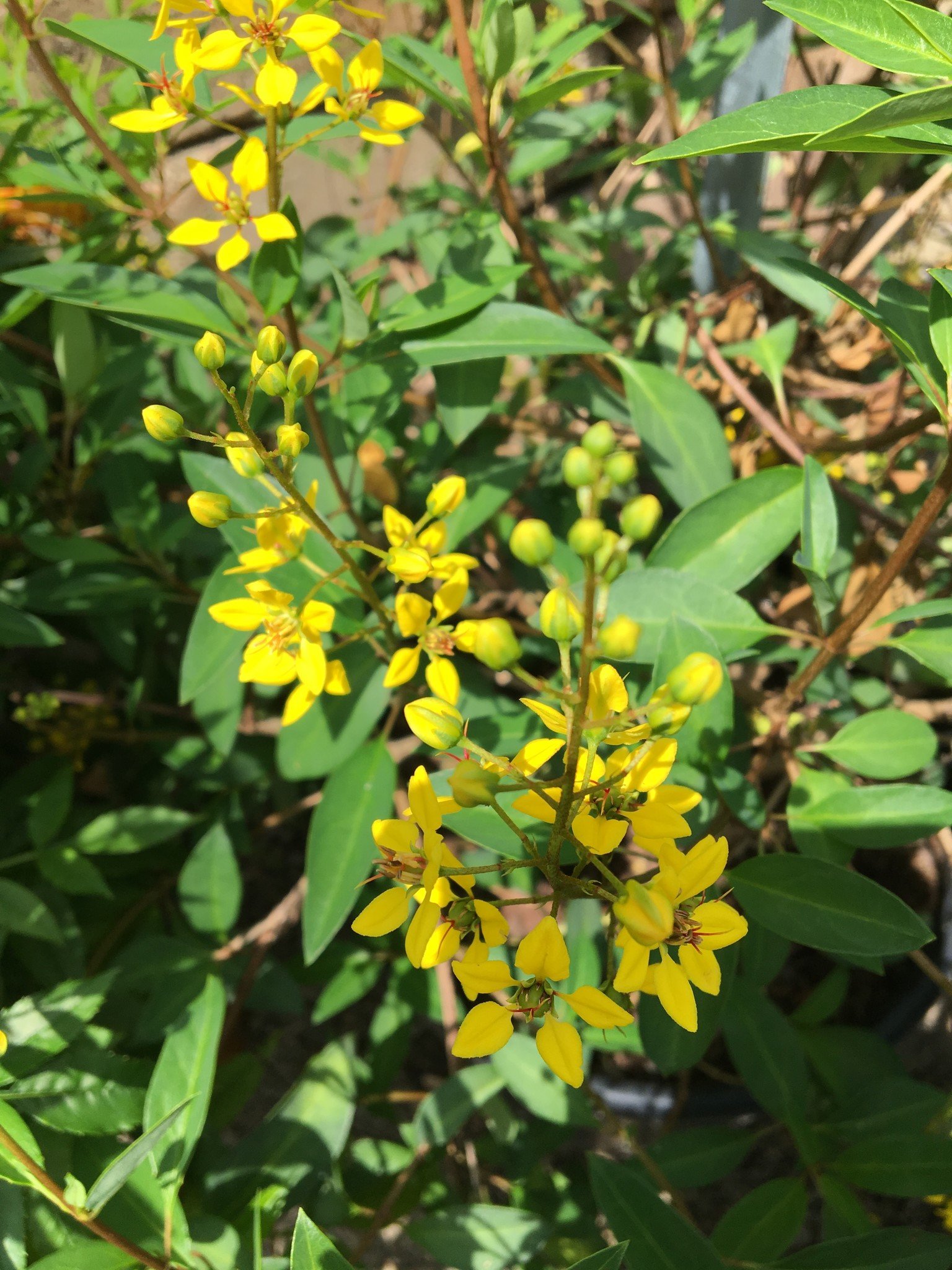 'SHOWER OF GOLD' THRYALLIS, 1 GALLON