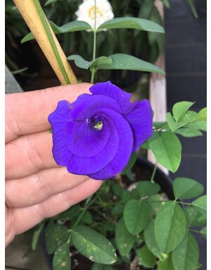 Clitoria 'Pea Vine' 1G