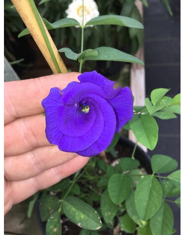 Clitoria 'Pea Vine' 1G