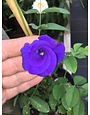Blue Pea Vine 1 Gallon - Clitoria ternatea