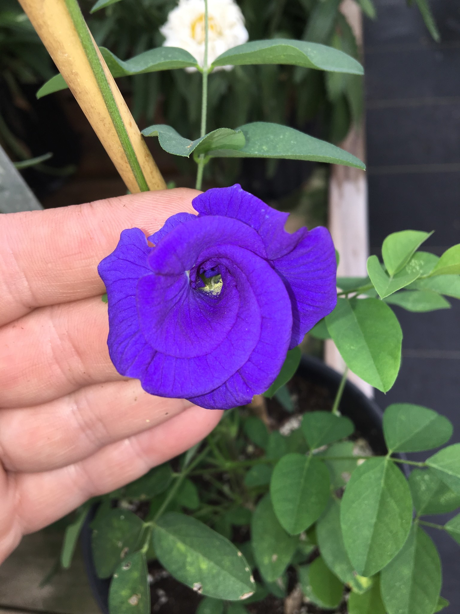 Blue Pea Vine 1 Gallon - Clitoria ternatea
