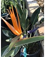 BIRD OF PARADISE PLANT, 5 GALLON
