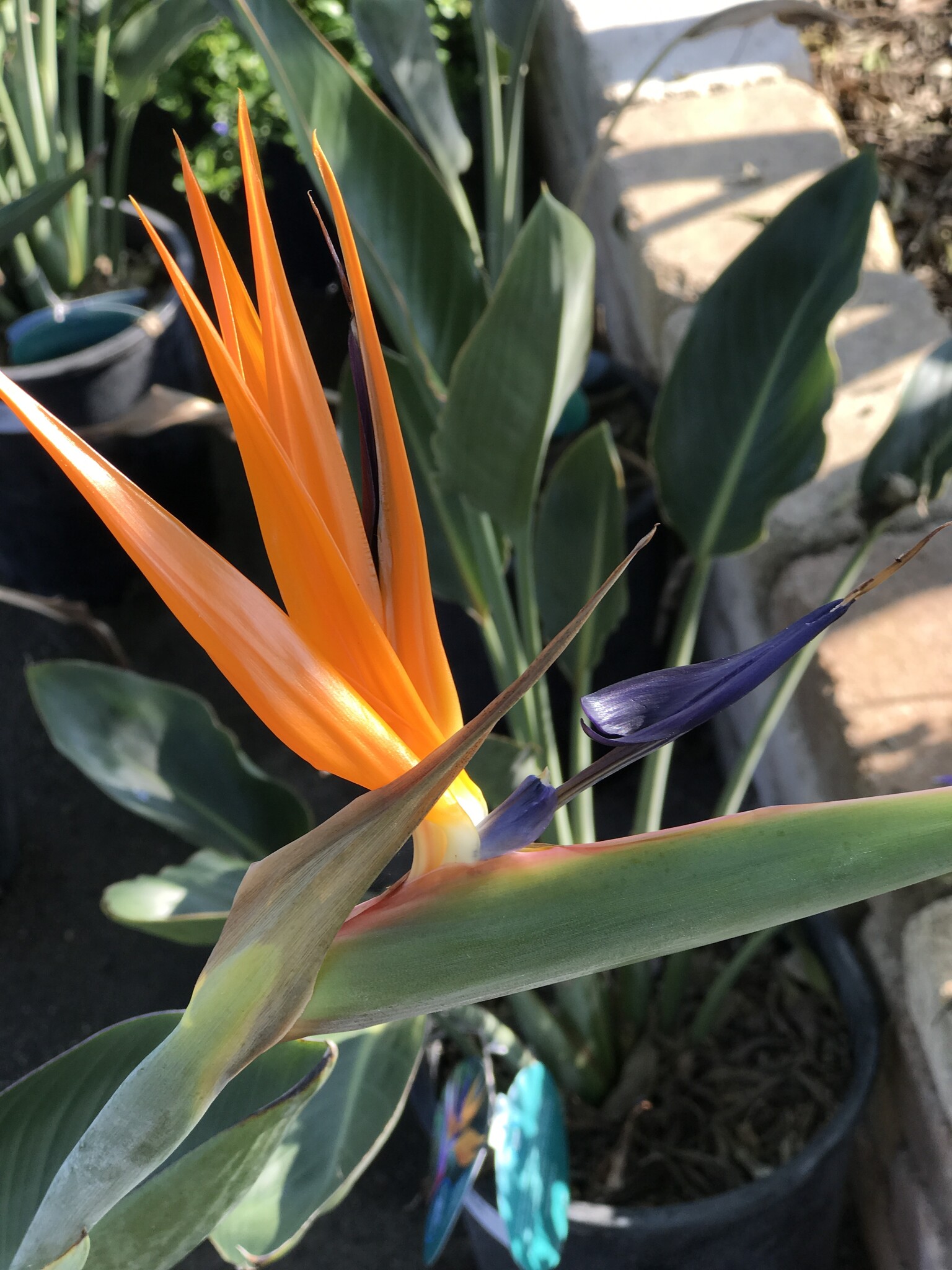 BIRD OF PARADISE PLANT, 5 GALLON