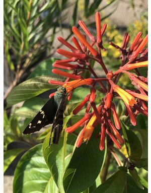 HAMELIA, MEXICAN FIREBUSH AKA HUMMINGBIRD BUSH, 3G