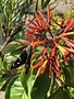 HAMELIA, MEXICAN FIREBUSH AKA HUMMINGBIRD BUSH, 3G