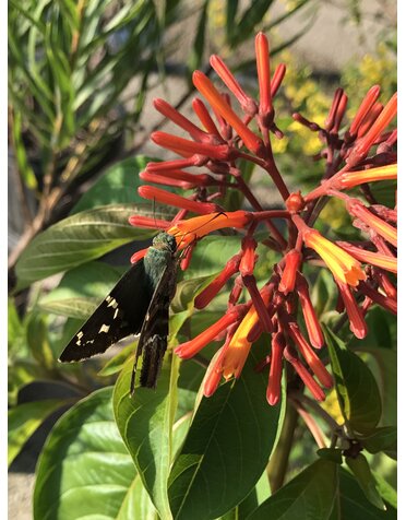 MEXICAN FIREBUSH,  COMPACT,  1G*