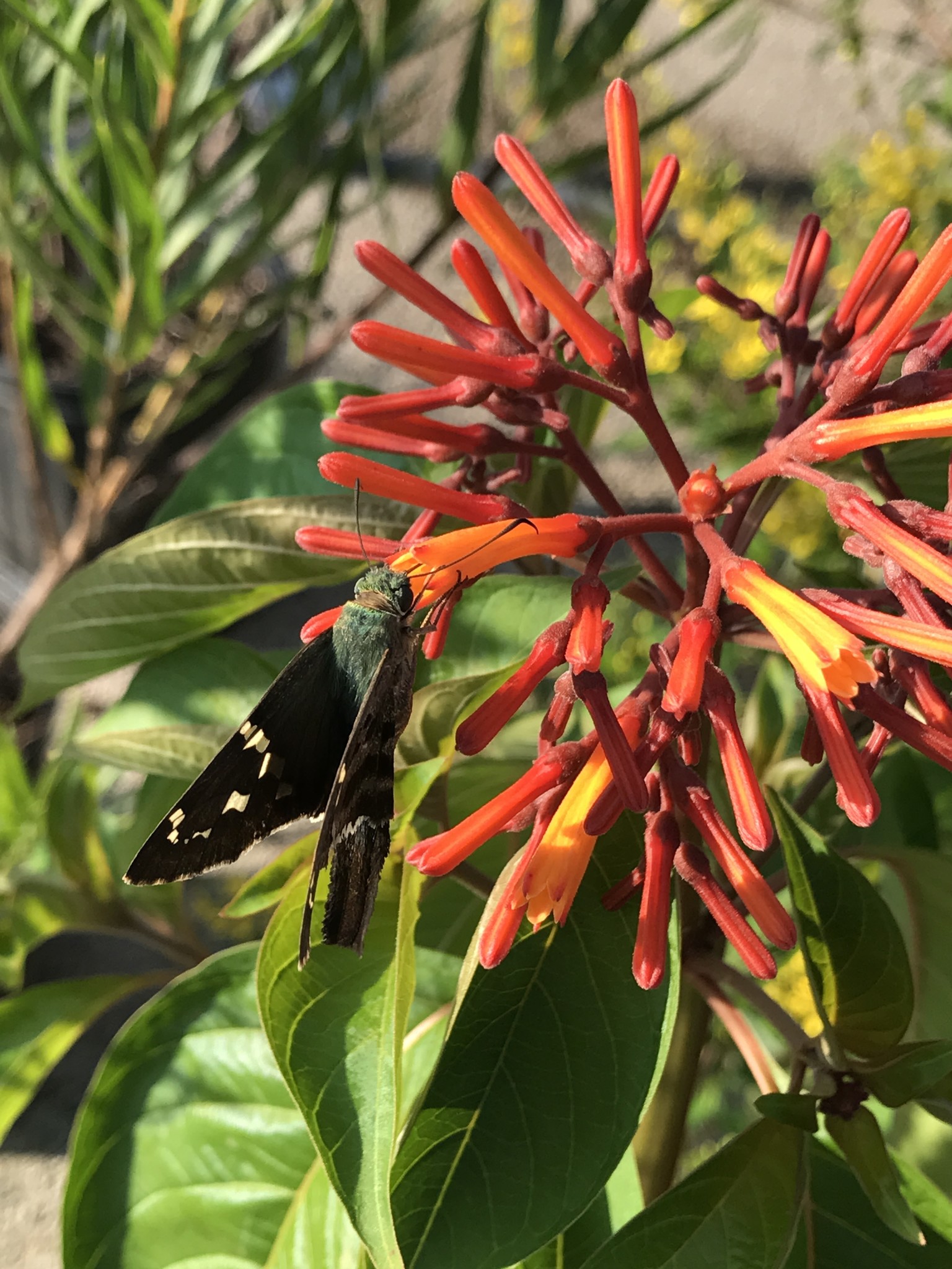 COMPACT MEXICAN FIREBUSH (HUMMINGBIRD BUSH), 1 GALLON