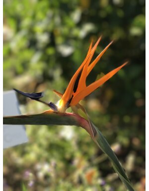 BIRD OF PARADISE, 5G*