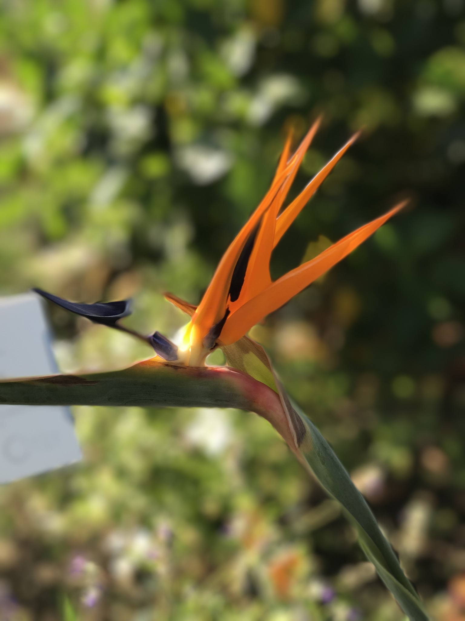 BIRD OF PARADISE PLANT, 5 GALLON