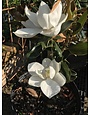 MAGNOLIA, 'LITTLE GEM', 15g