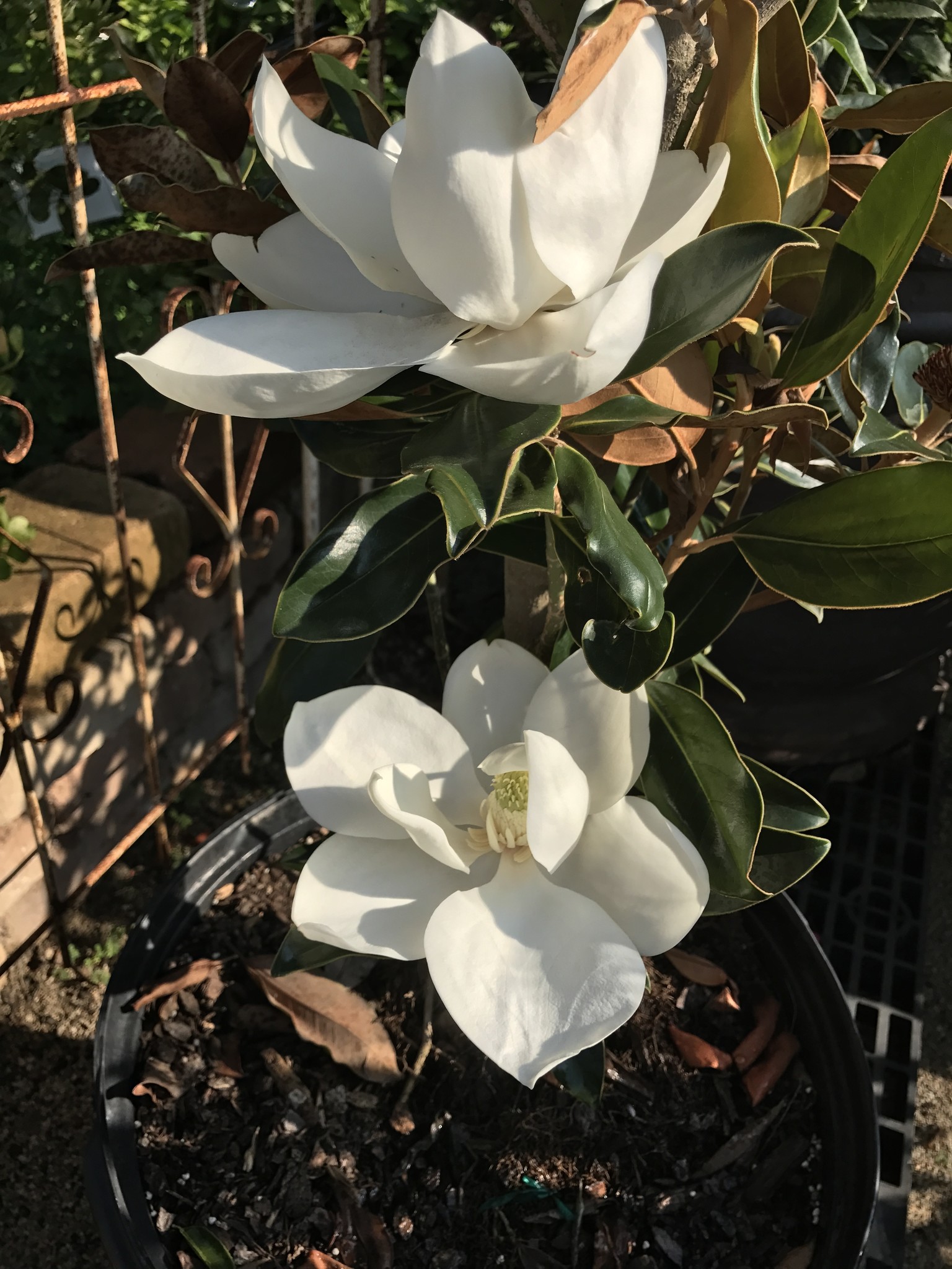 MAGNOLIA, 'LITTLE GEM', 15g