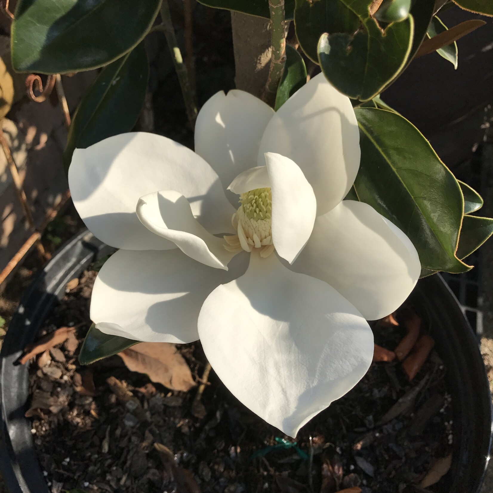 MAGNOLIA, 'LITTLE GEM', 15g