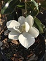 MAGNOLIA, 'LITTLE GEM', 15G
