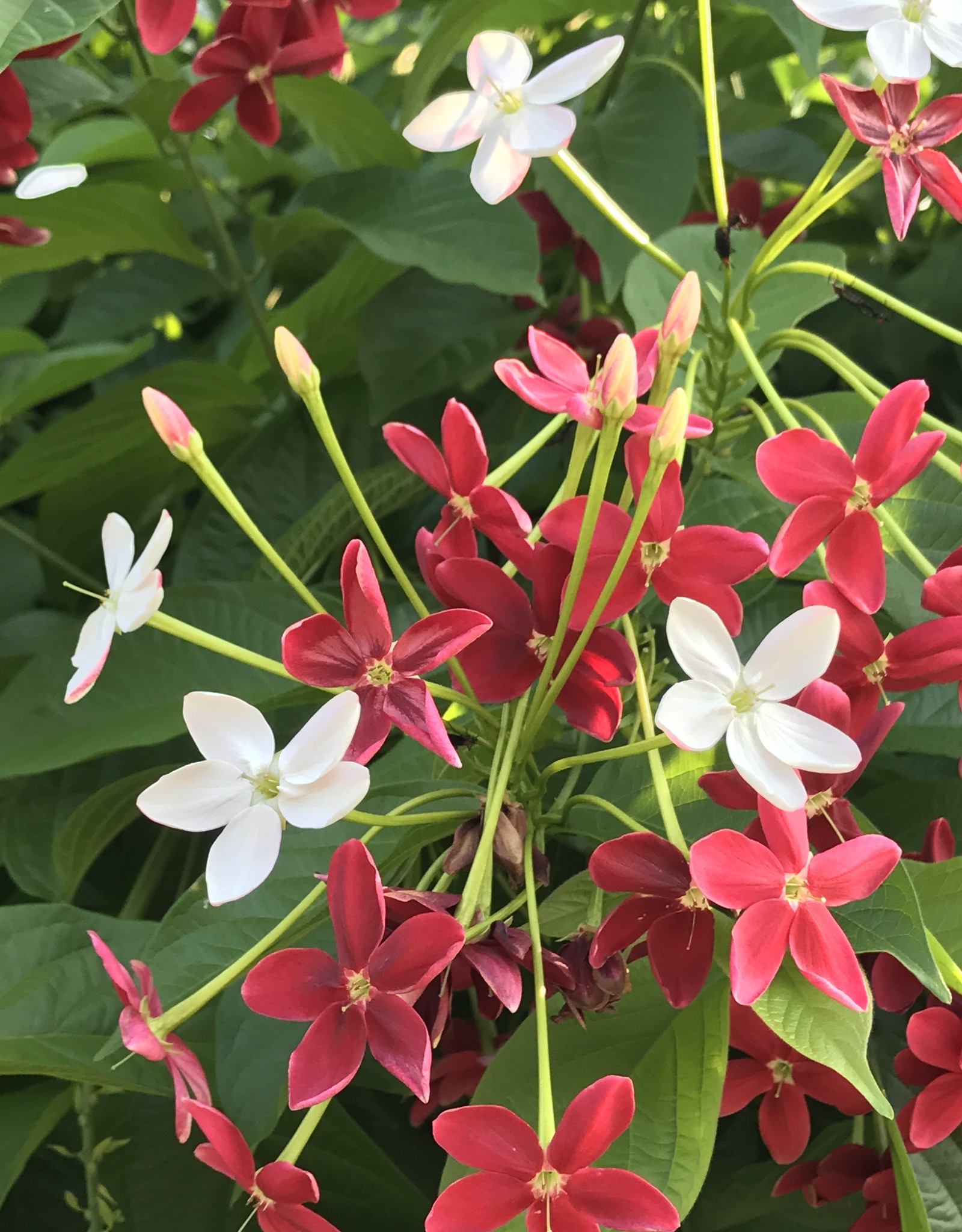 RANGOON CREEPER Vine Single 3G Growers Outlet