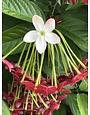 RANGOON CREEPER, 1G