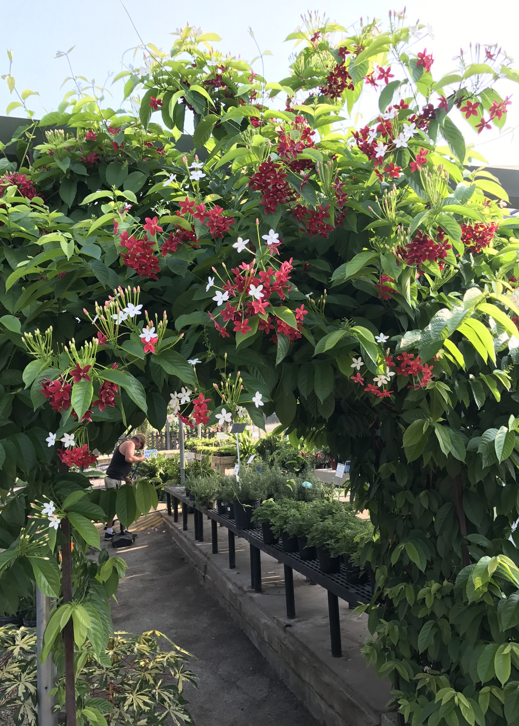 RANGOON CREEPER, 1G GROWERS OUTLET WILLIS, TEXAS Growers Outlet