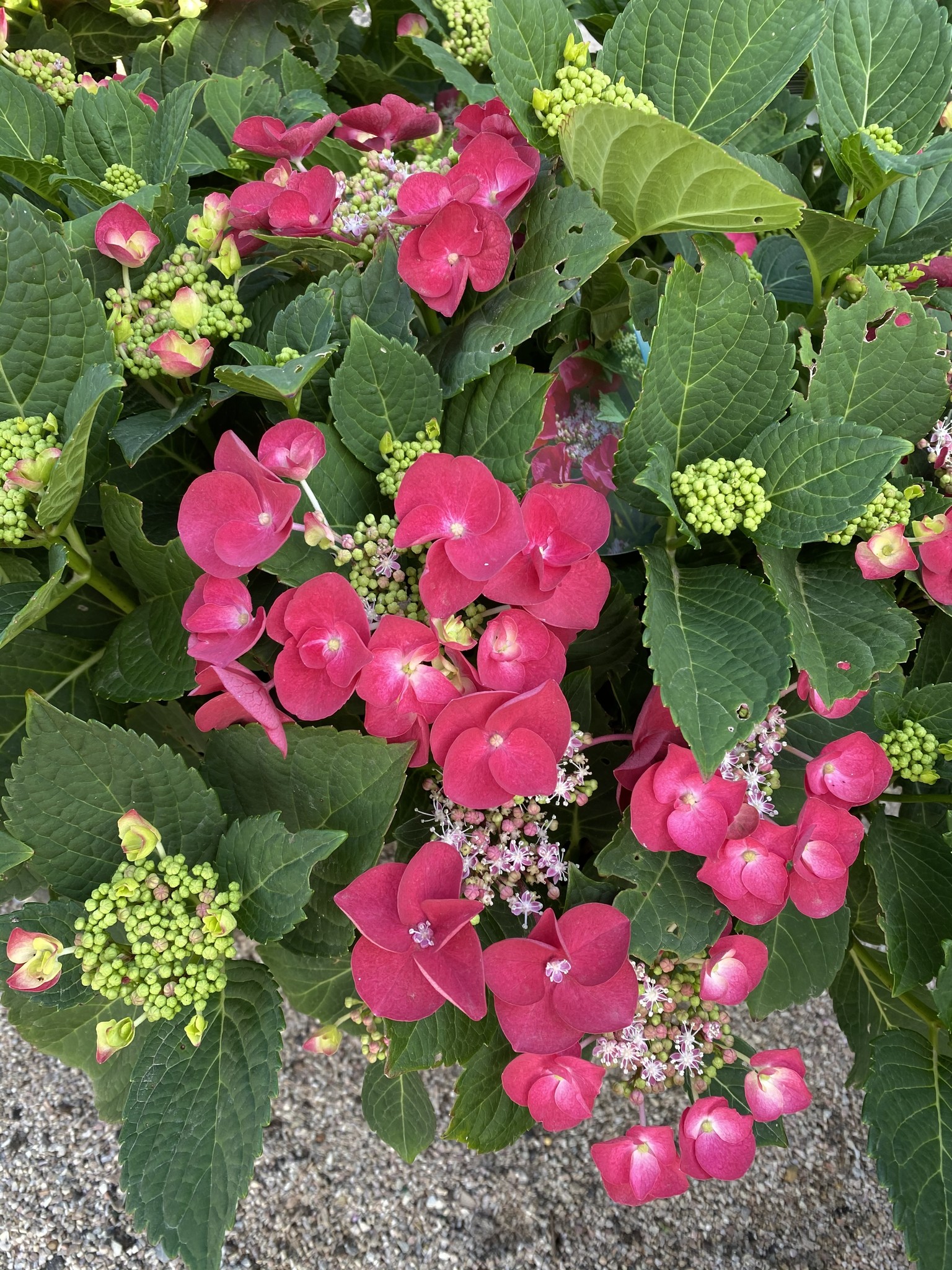 HYDRANGEA CHERRY EXPLOSION 3G Growers Outlet