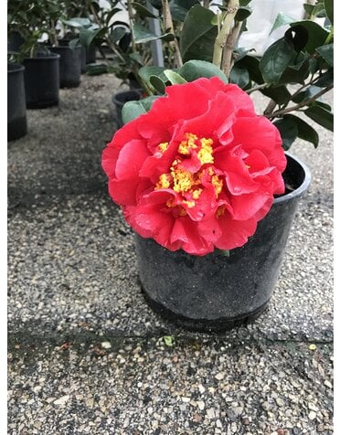 Camellia 'Kramers Supreme' 3G