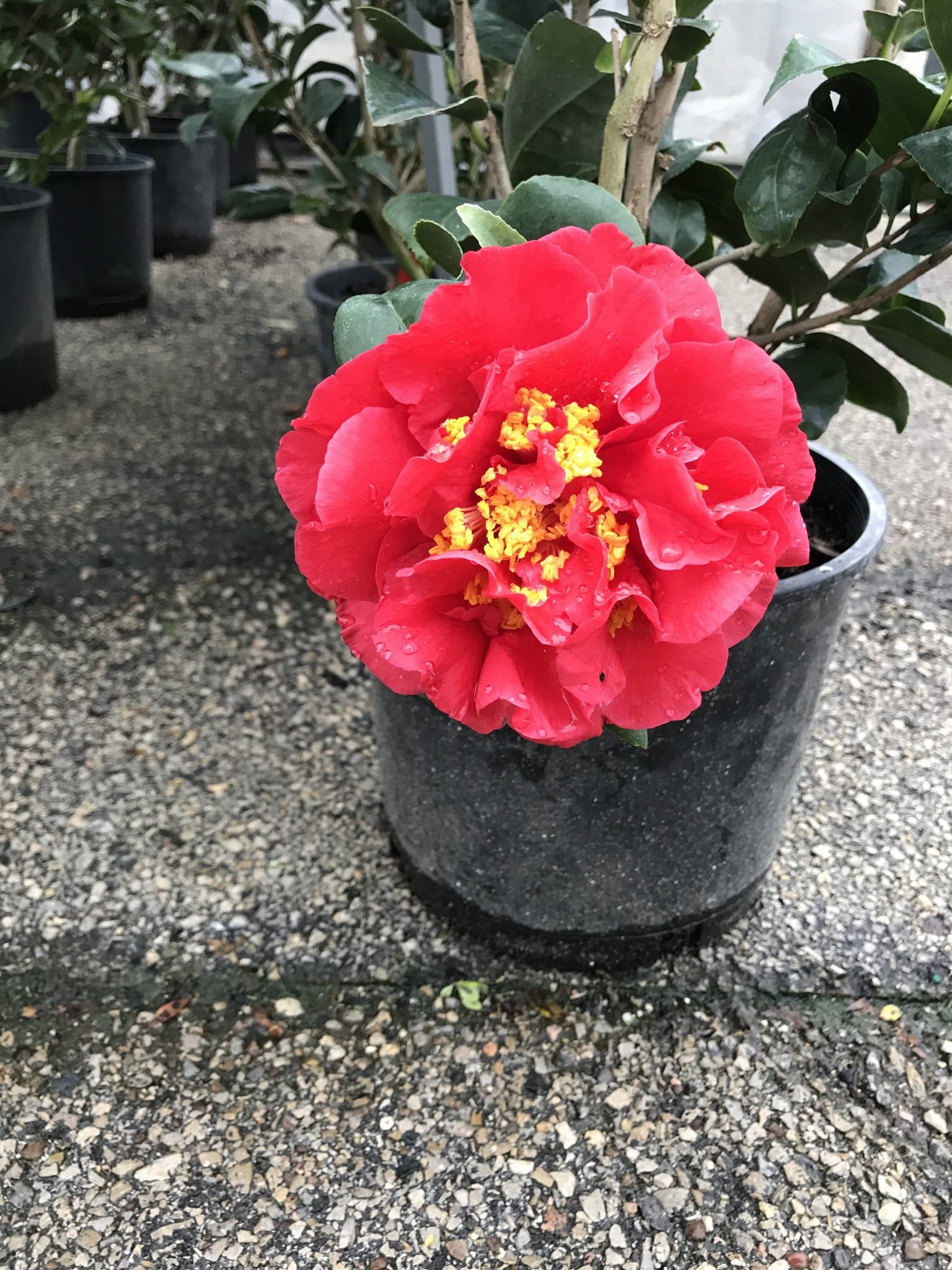 'KRAMER'S SUPREME' CAMELLIA JAPONICA, 3 GALLON