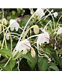 CLERODENDRUM, 'MUSICAL NOTES' 1G