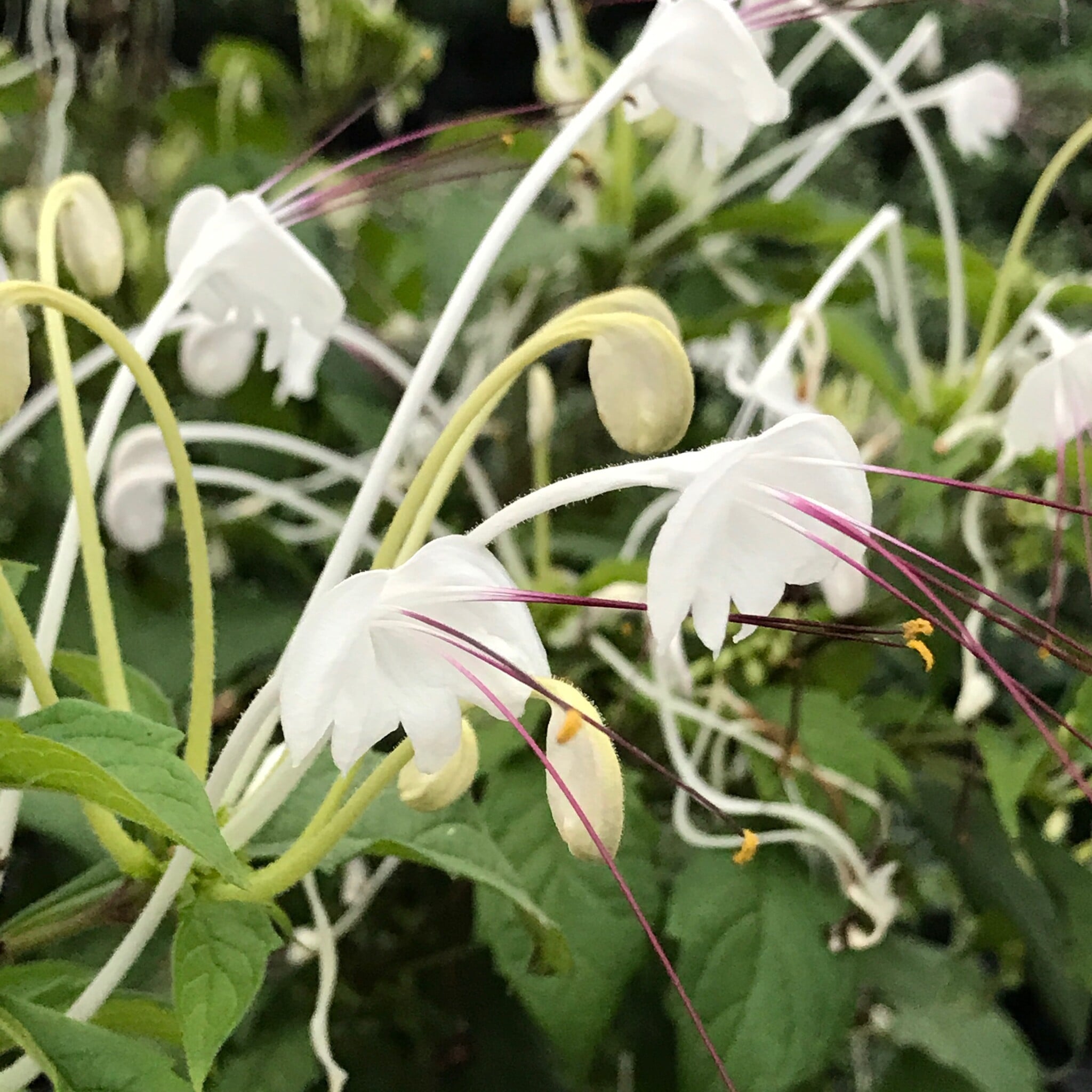 CLERODENDRUM, 'MUSICAL NOTES' 1G
