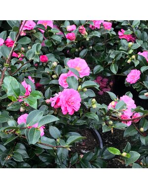 CAMELLIA, SASANQUA, 'SHI SHI GASHIRA', 3G*
