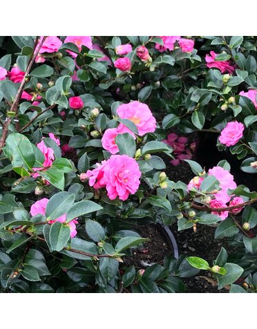 Camellia 'Shi Shi Gashira' 3G
