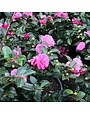 'Shi Shi Gashira' Camellia 3 Gallon Compact Fall Beauty