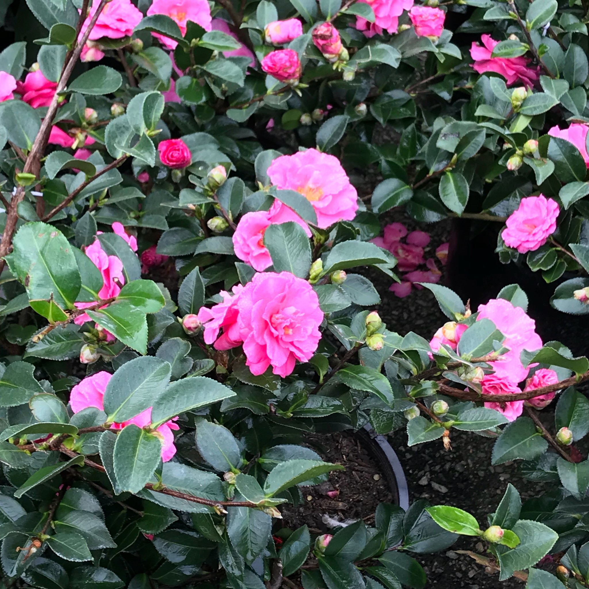 'Shi Shi Gashira' Camellia 3 Gallon Compact Fall Beauty