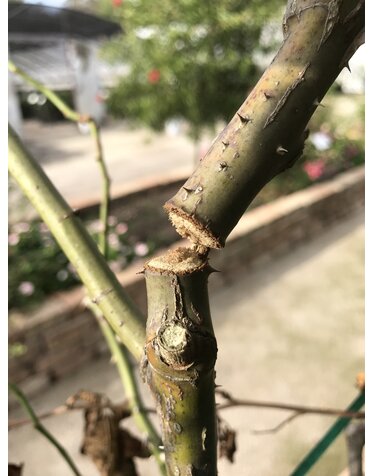 Insect, Twig Girdler