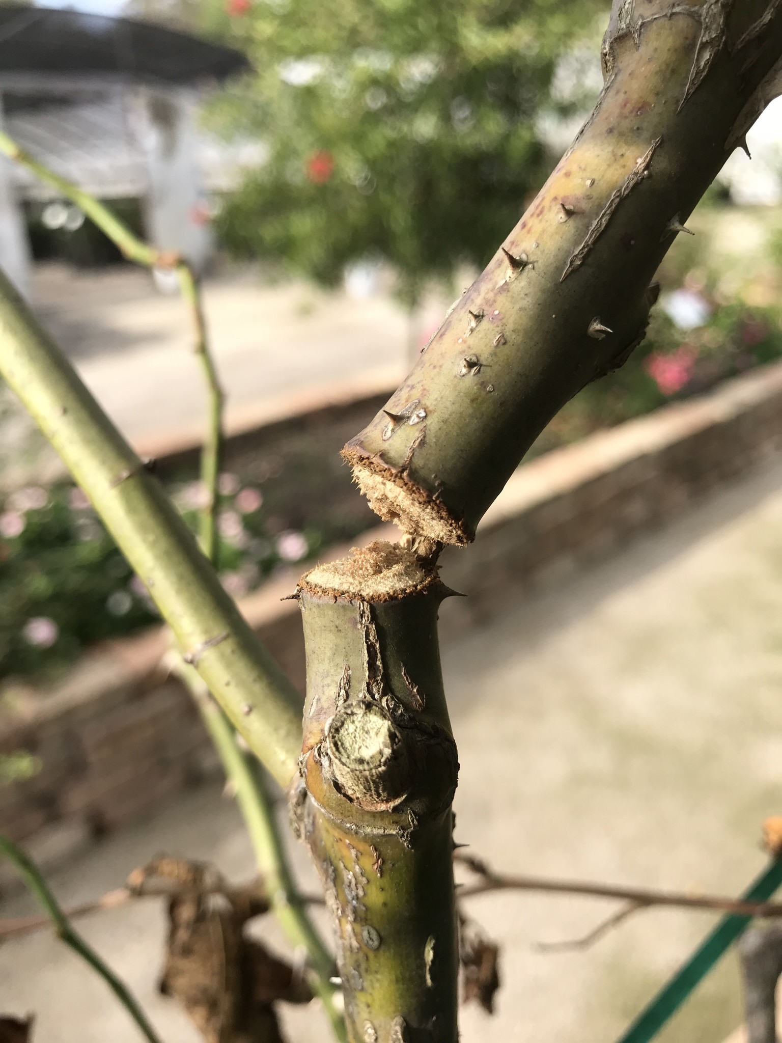 Insect, Twig Girdler