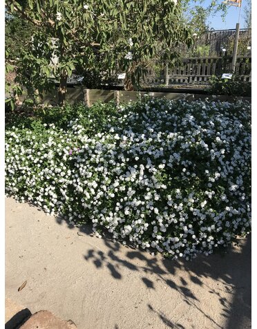 LANTANA, 'TRAILING WHITE, 1G*