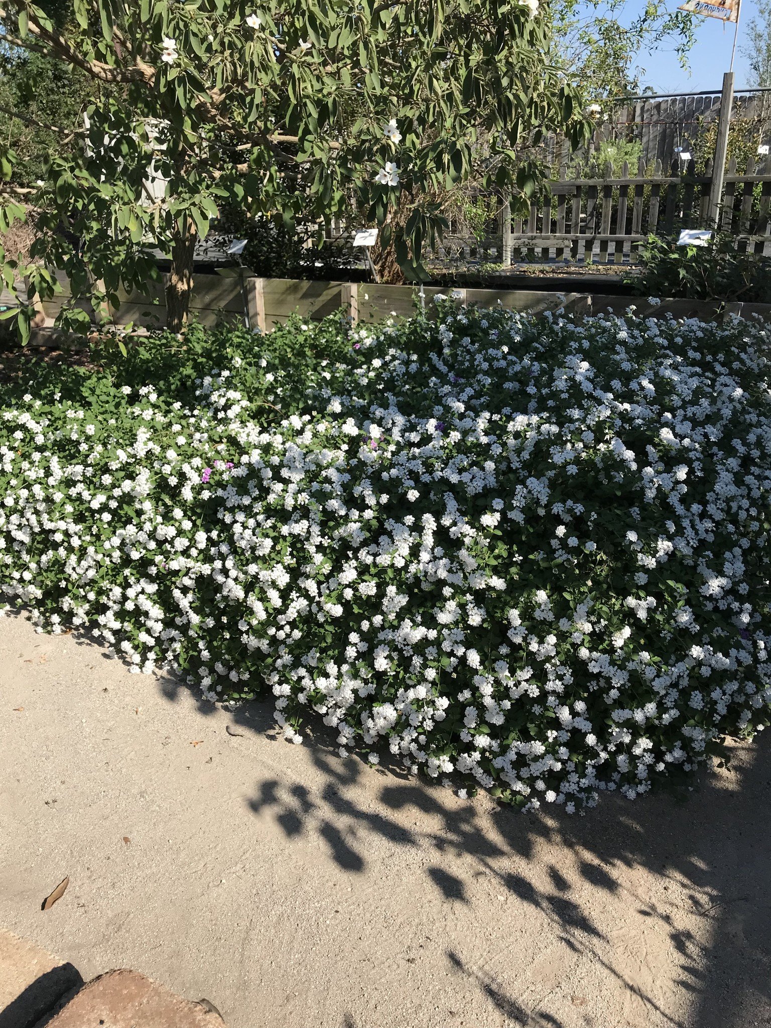 'TRAILING WHITE' LANTANA, 1 GALLON