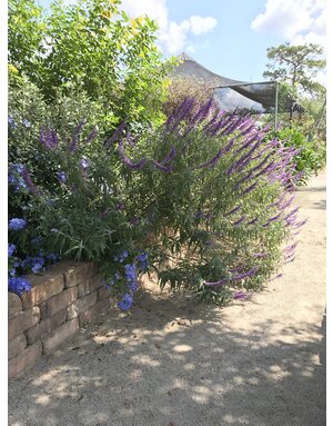 Salvia 'Mexican Bush Sage' 3G