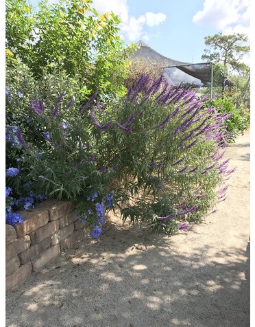 SALVIA LEUCANTHA, 'MEXICAN BUSH SAGE', 3G*