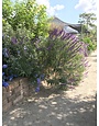 Salvia leucantha 'Mexican Bush Sage' 3 Gallon - Purple Fall Blooming Perennial
