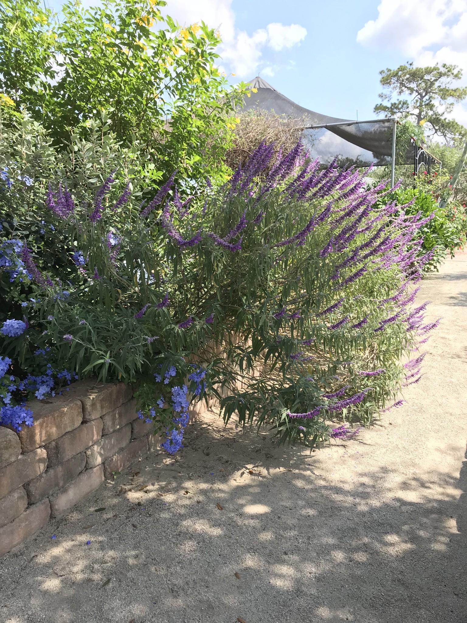 Salvia leucantha 'Mexican Bush Sage' 3 Gallon - Purple Fall Blooming Perennial