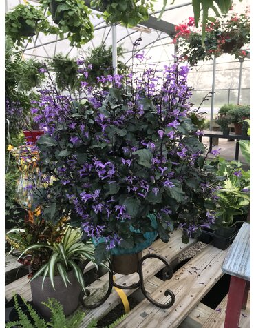 PLECTRANTHUS, 'MONA LAVENDER', 1G